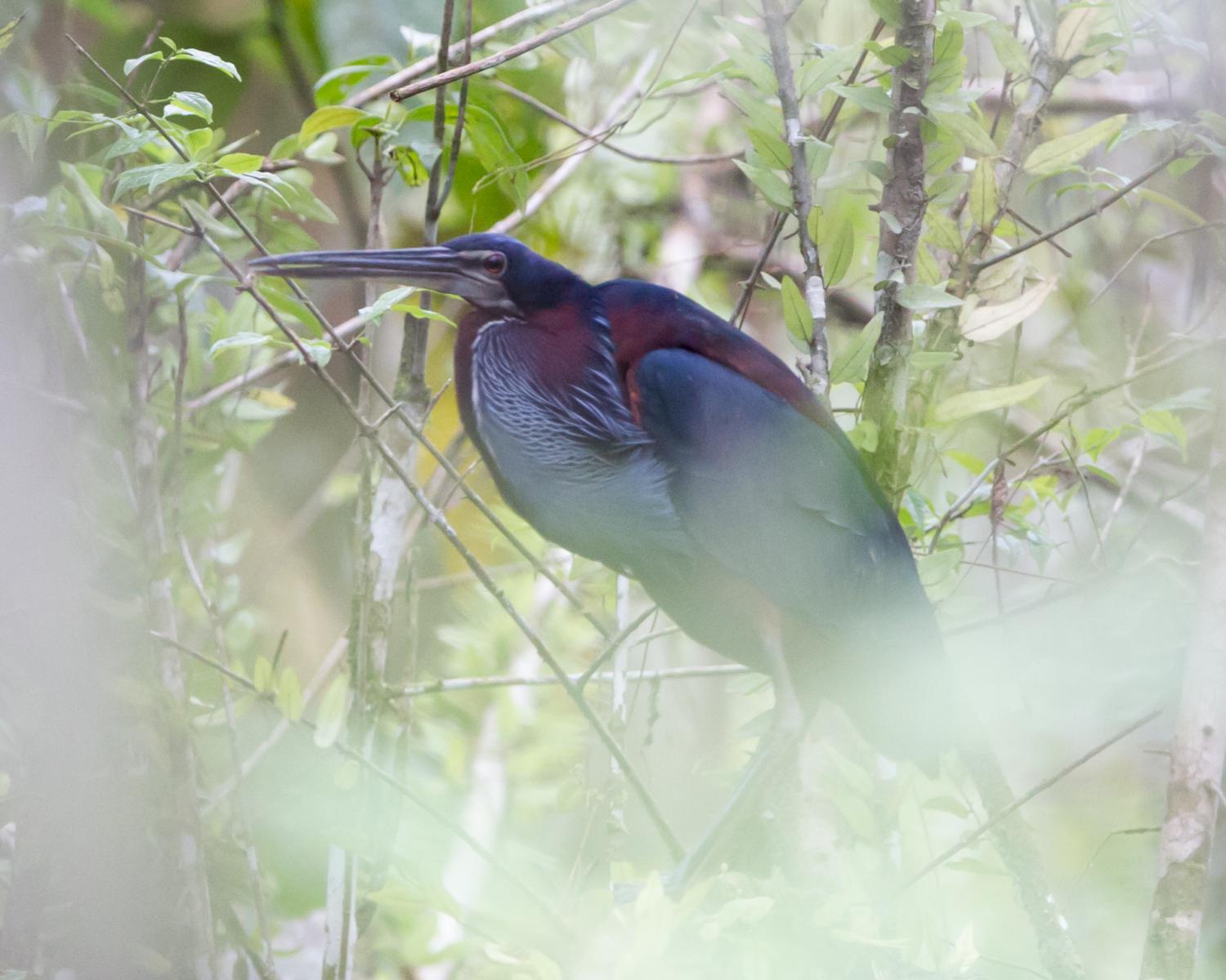 Agami Heron