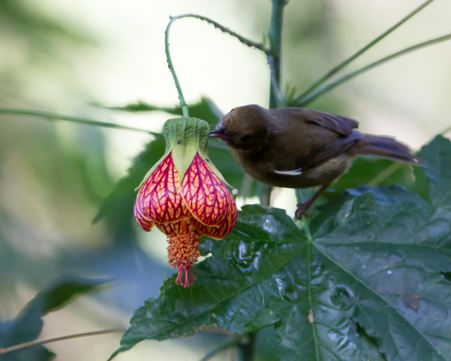 White-sided Flowerpiercer