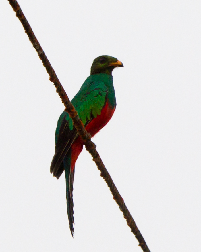 Golden-headed Quetzal