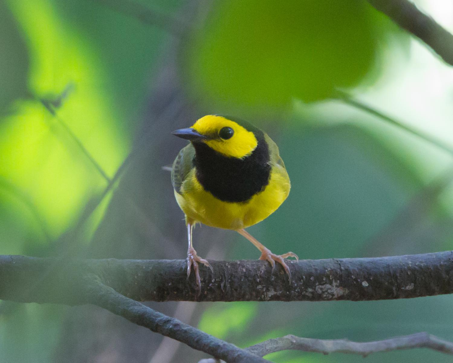 Hooded Warbler