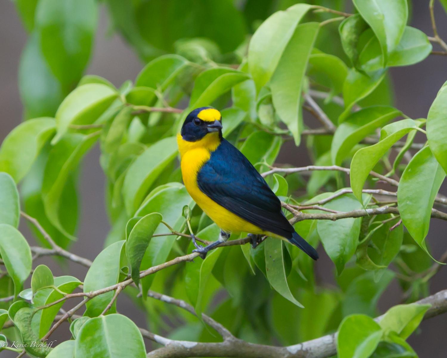 Yellow-throated Euphonia