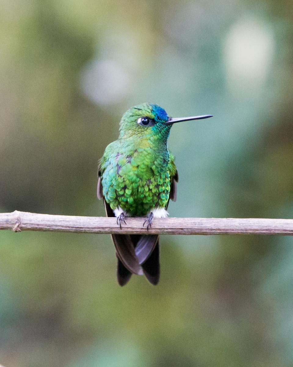 Sapphire-vented Puffleg