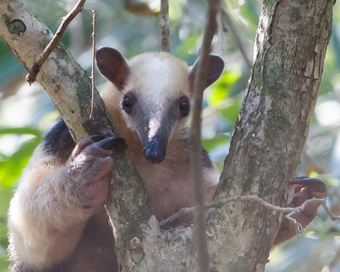 Tamandua (Collared Anteater)