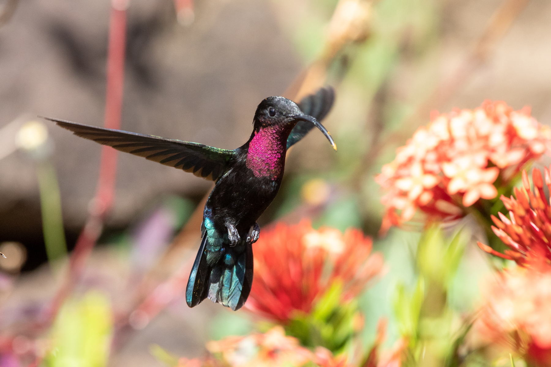 Purple-throated Carib