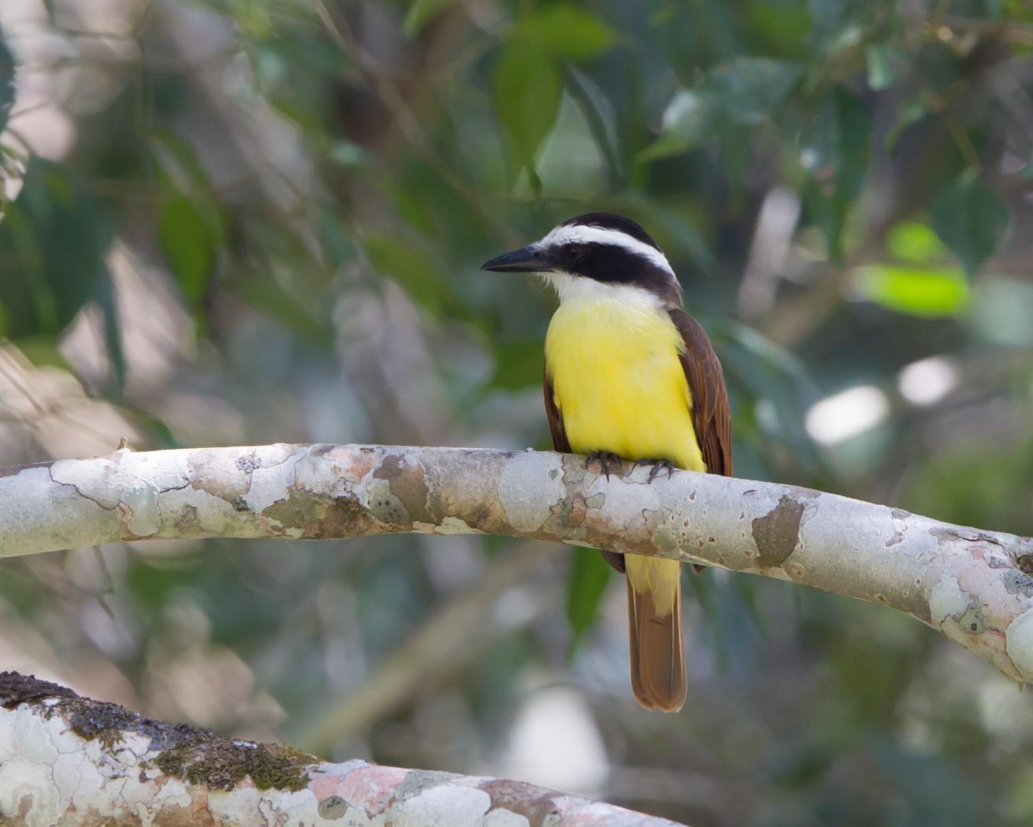 Great Kiskadee