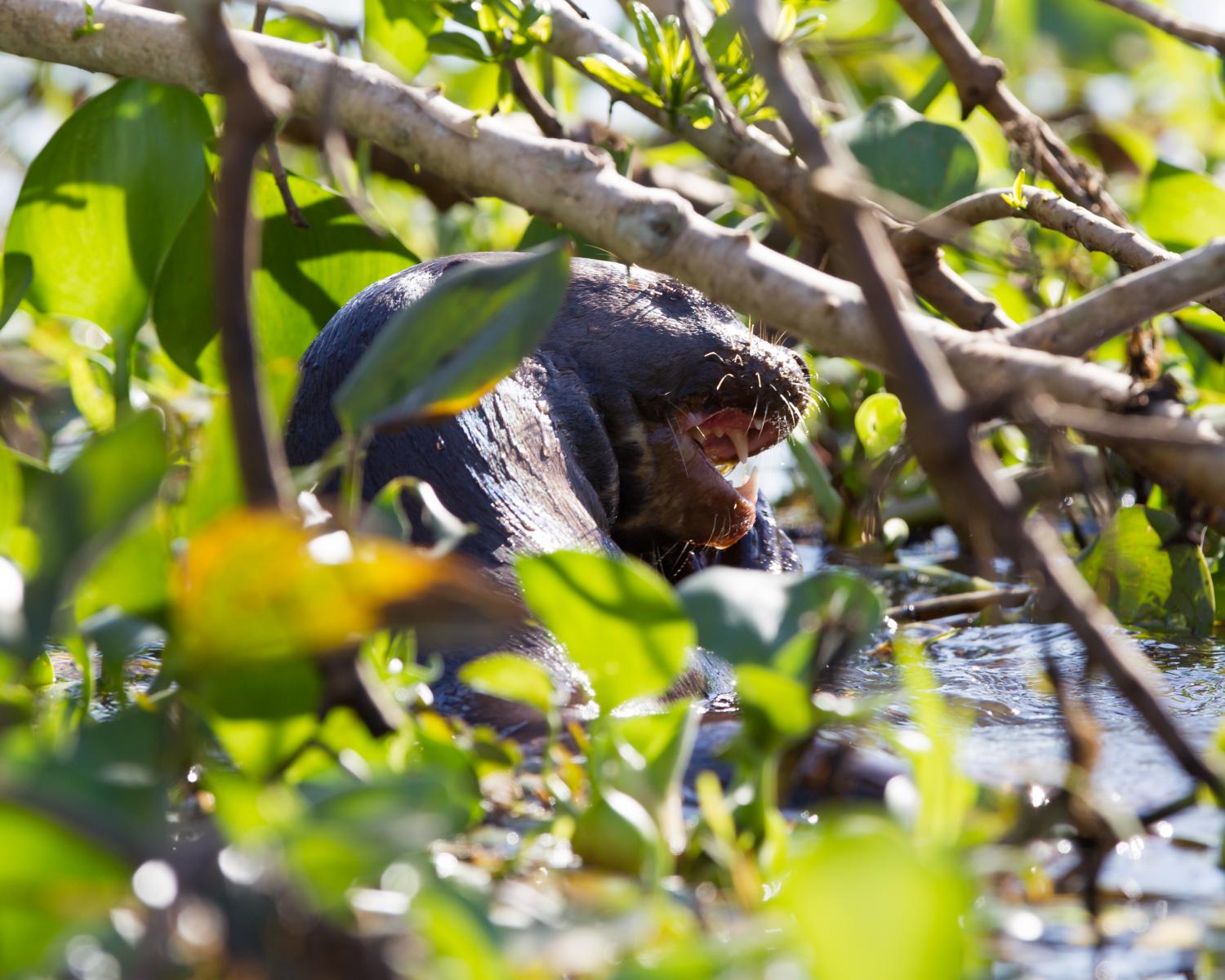 Giant River Otter
