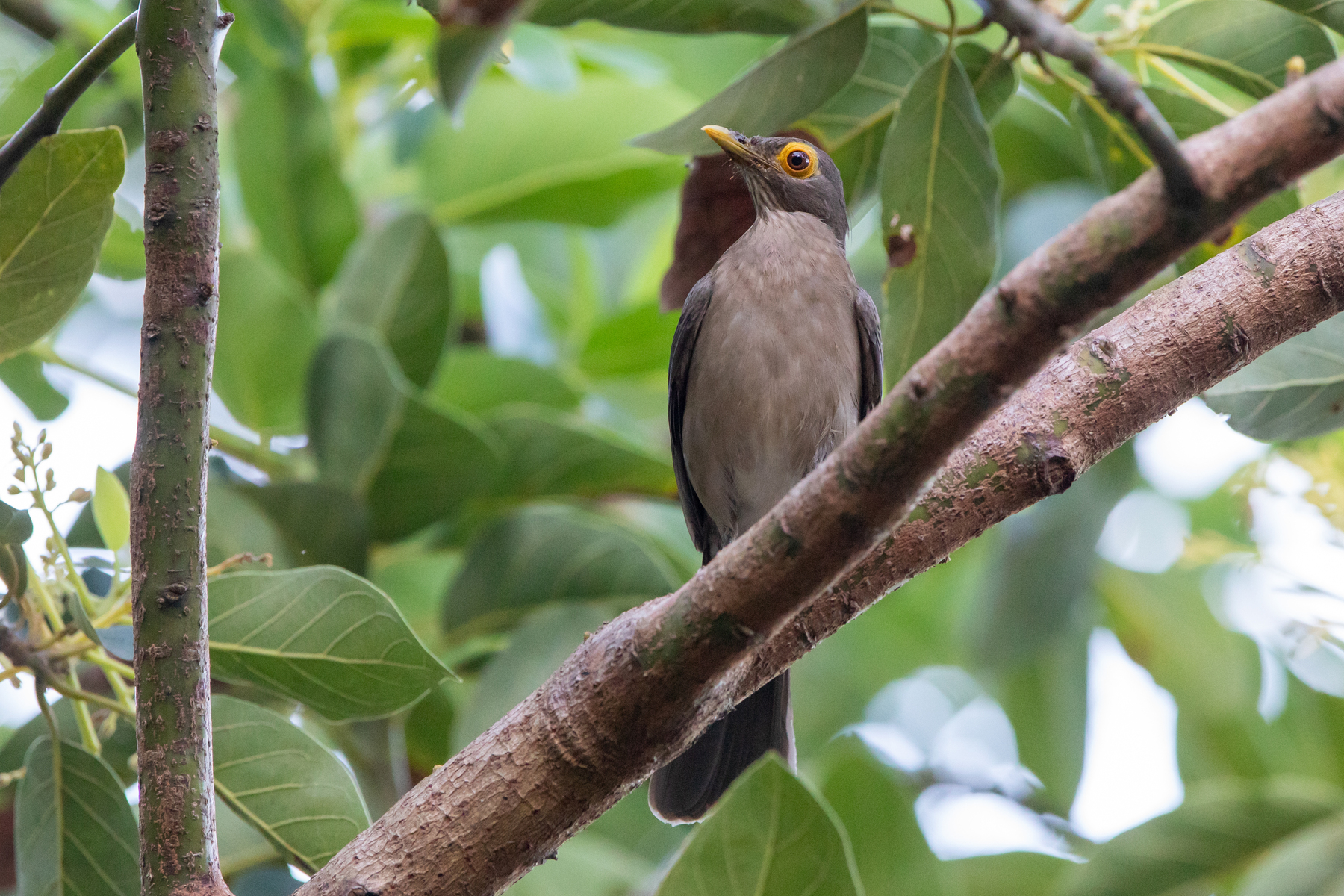 Spectacled Thrush