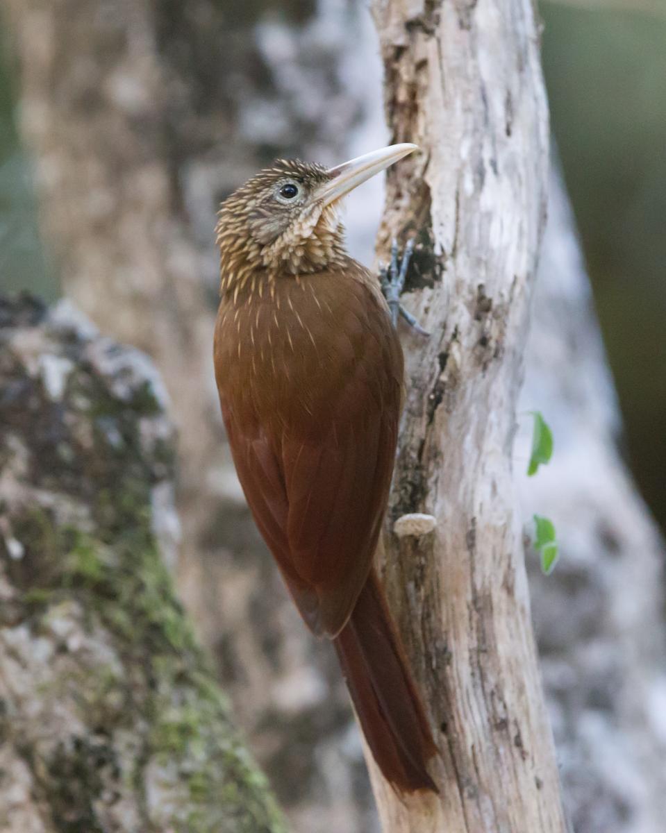 Buff-throated Woodcreeper