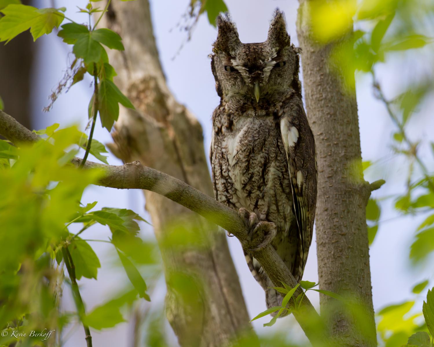 Screech Owl 1