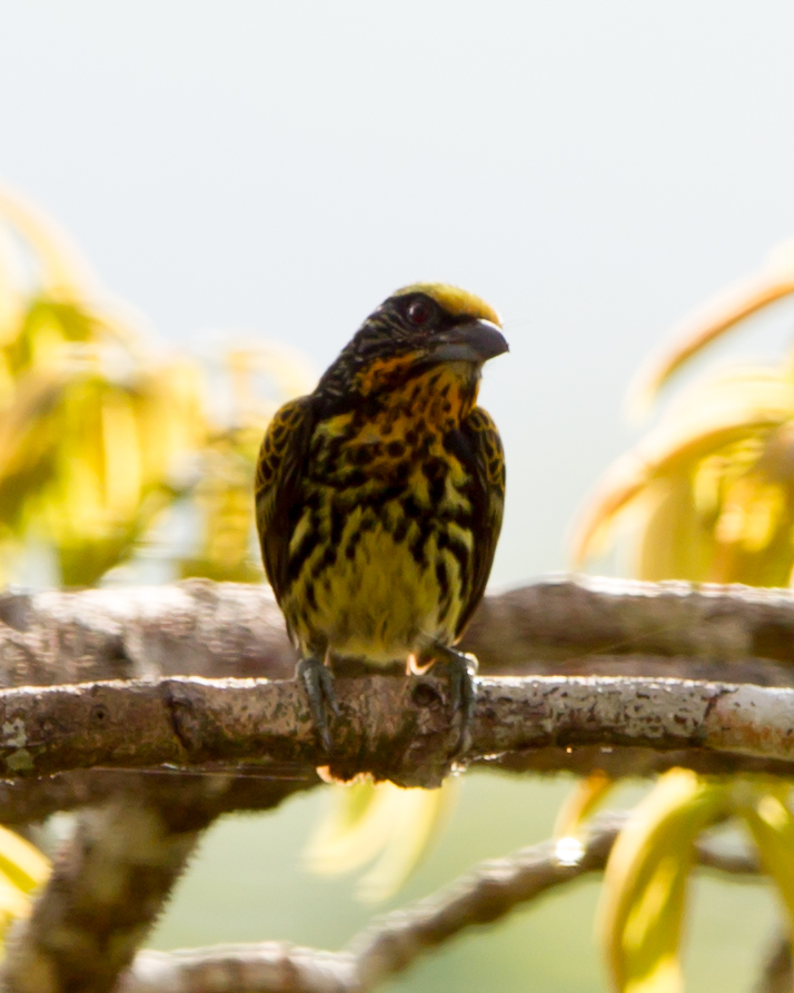 Gilded Barbet (female)