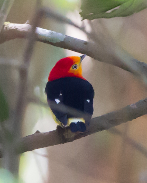 Band-tailed Manakin