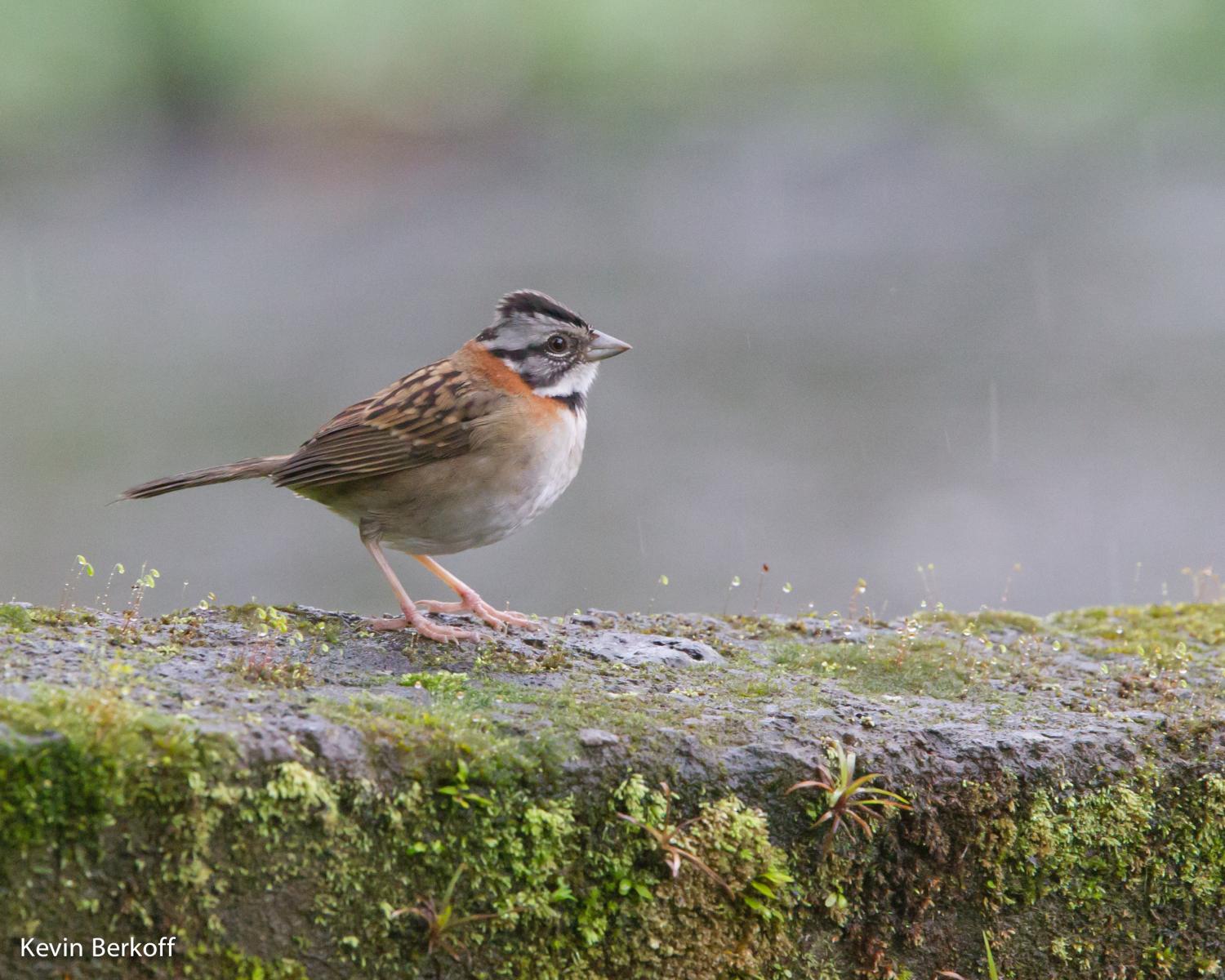 Rufous-collared Sparrow