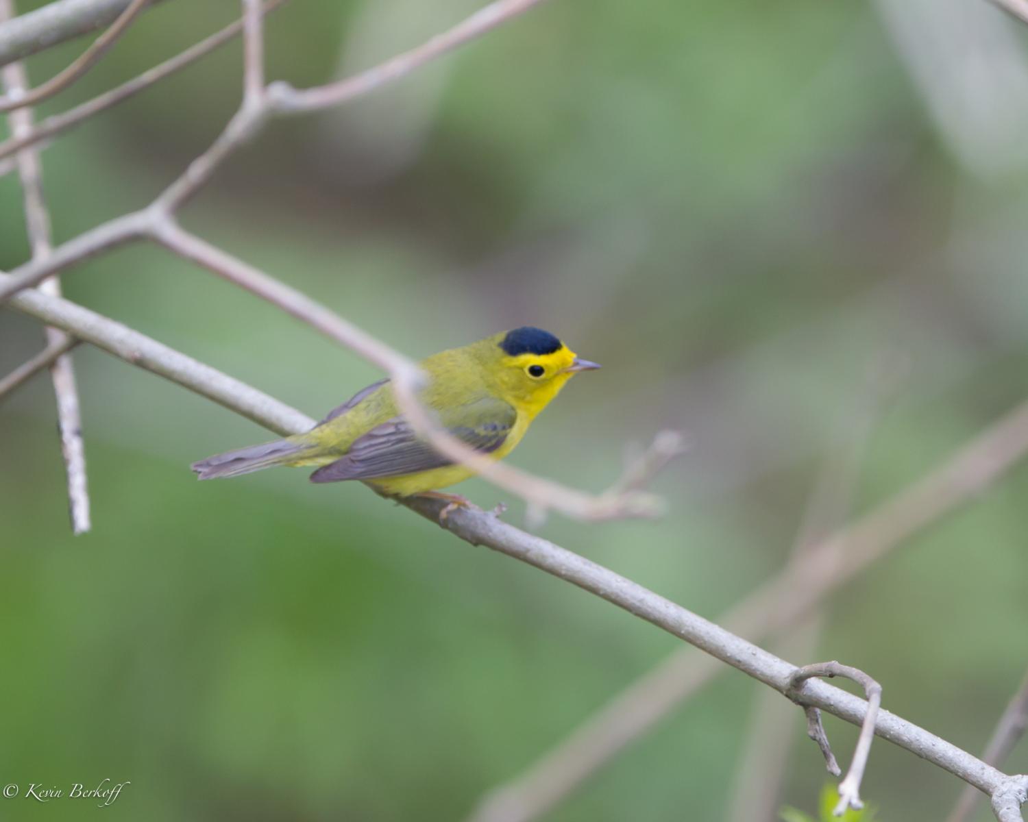 Wilsons Warbler