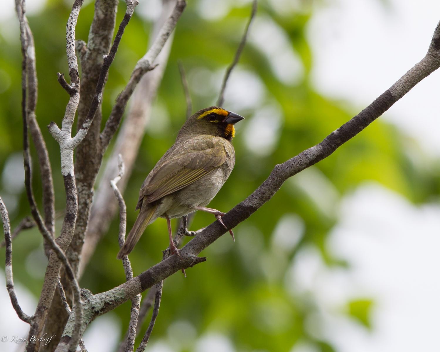 Yellow-faced Grassquit