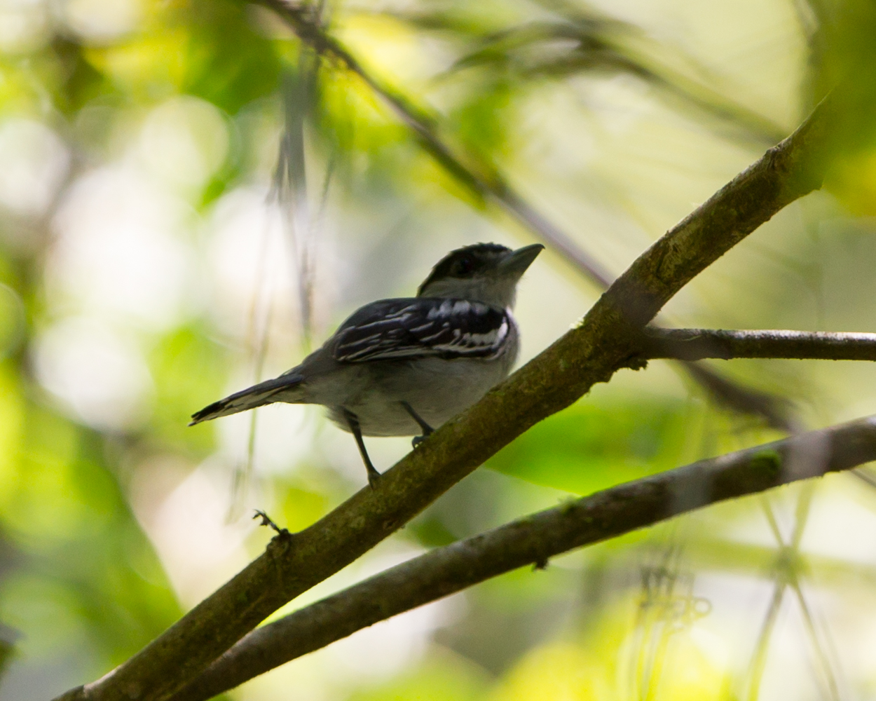 White0-winged Becard