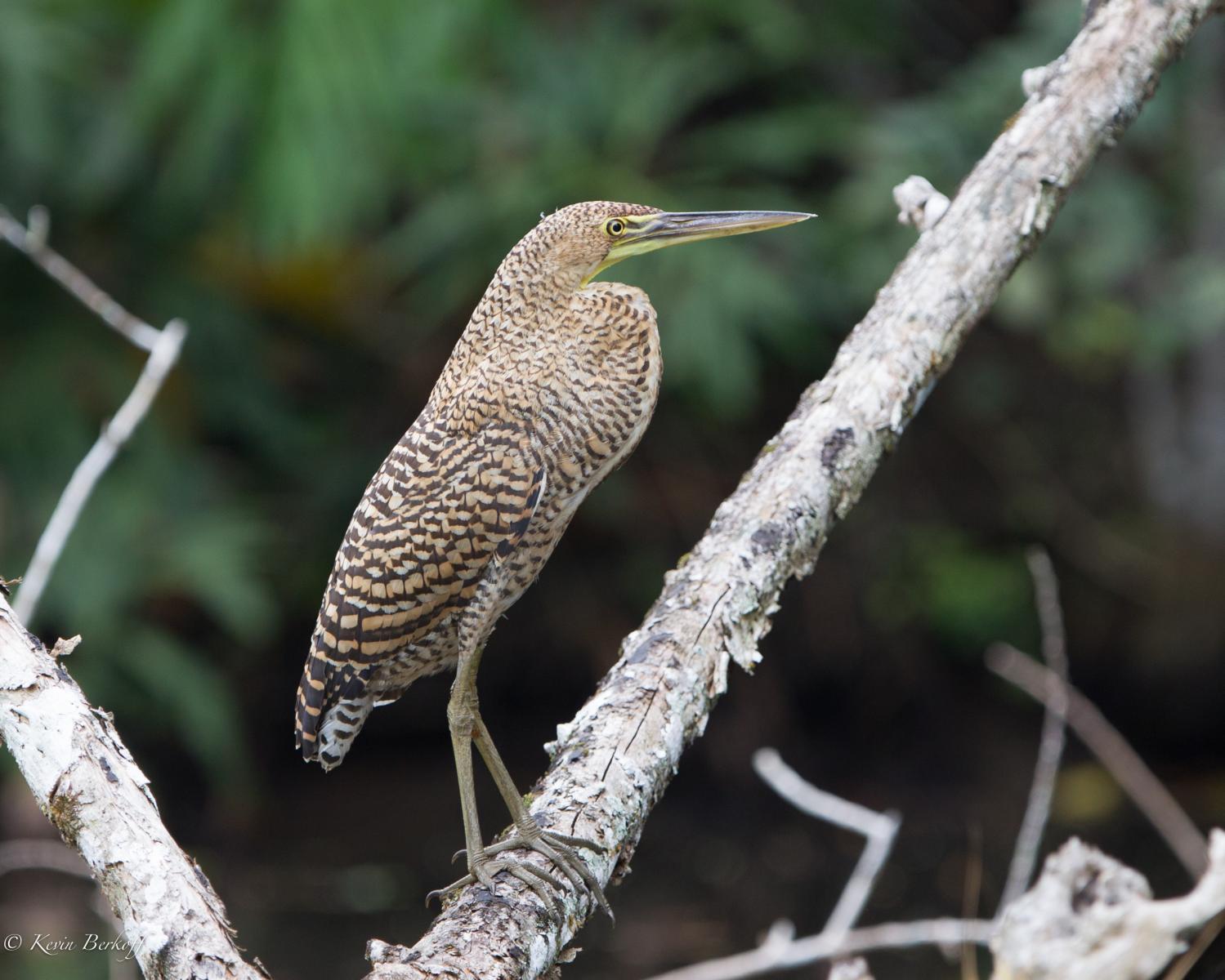 Bare-throated Tiger-heron (juv.)