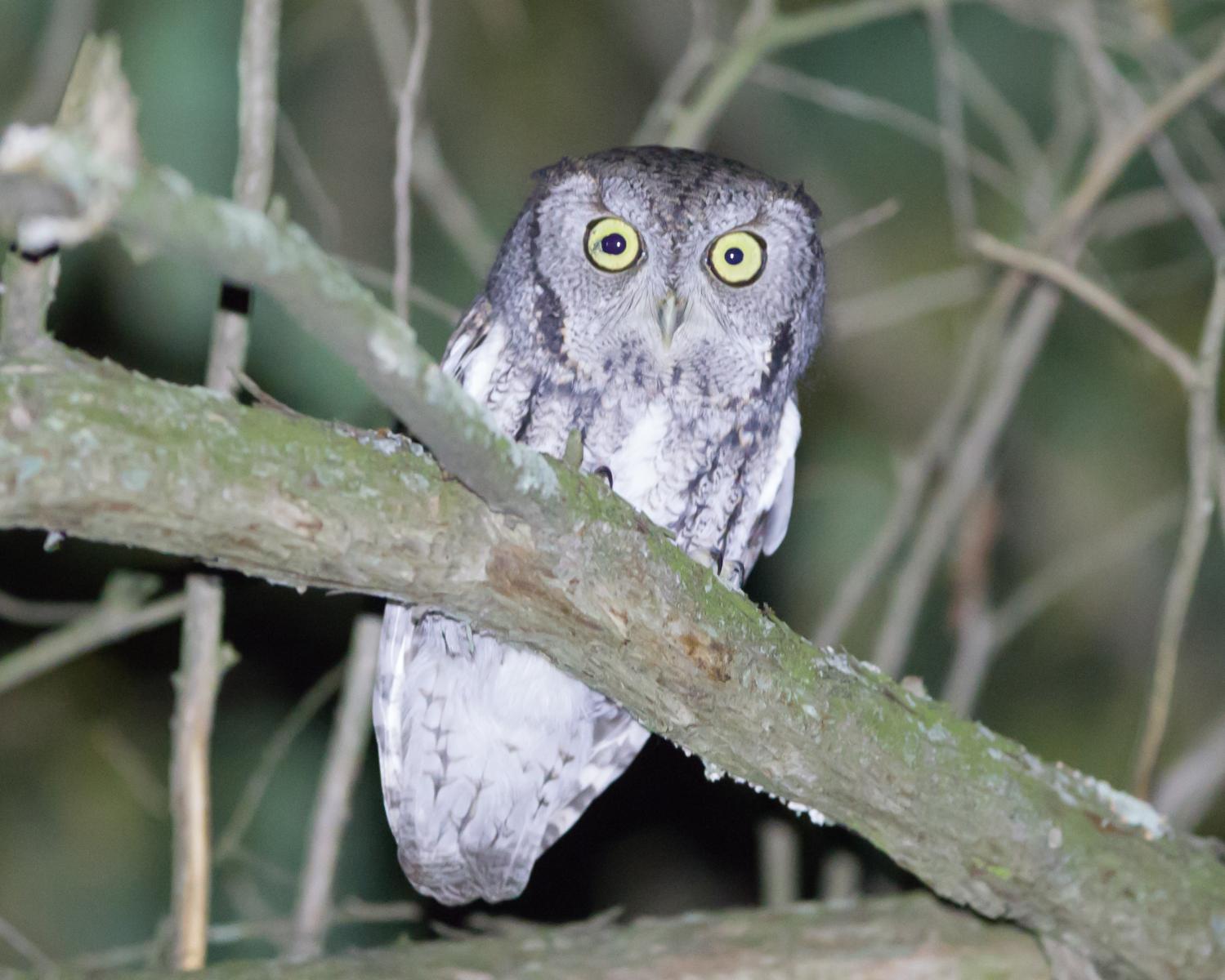 Eastern Screech Owl