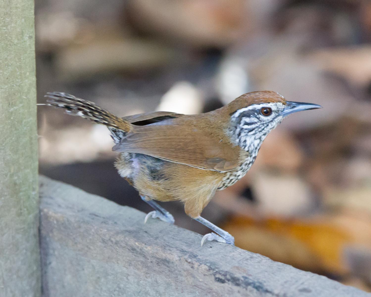 Spot-breasted Wren