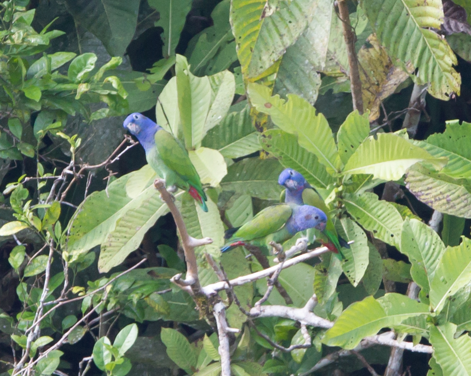 Blue-headed Parrots