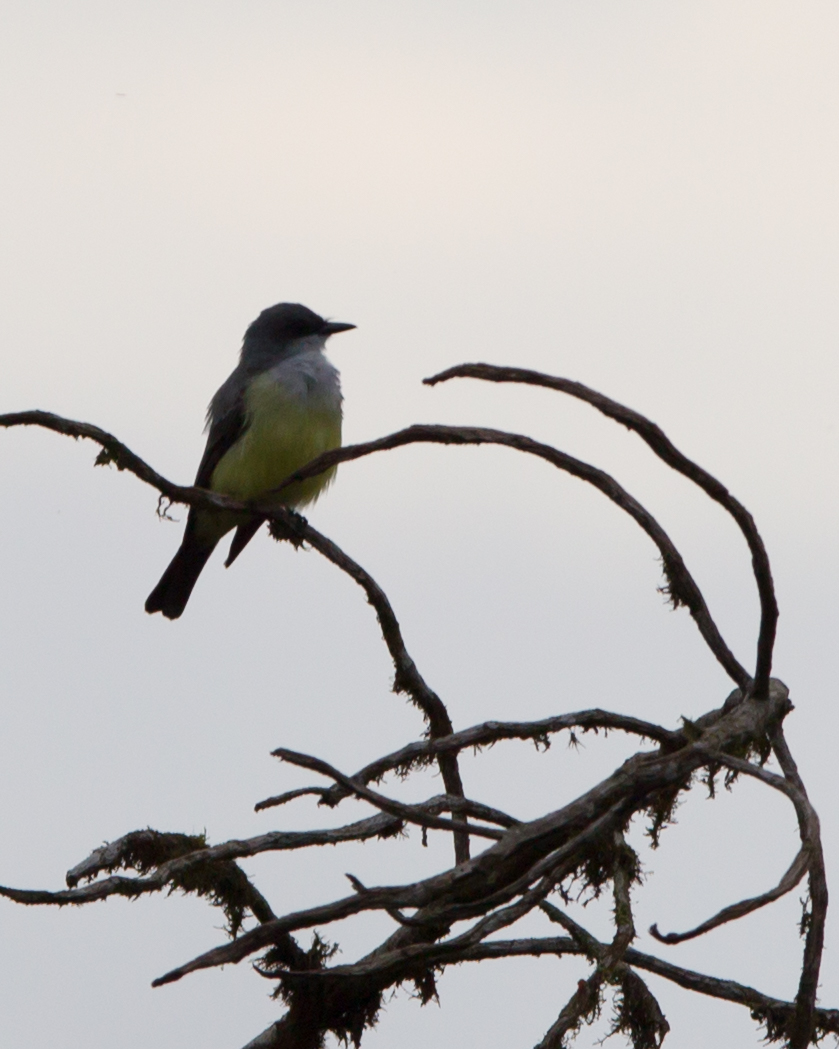 Snowy-throated Kingbird