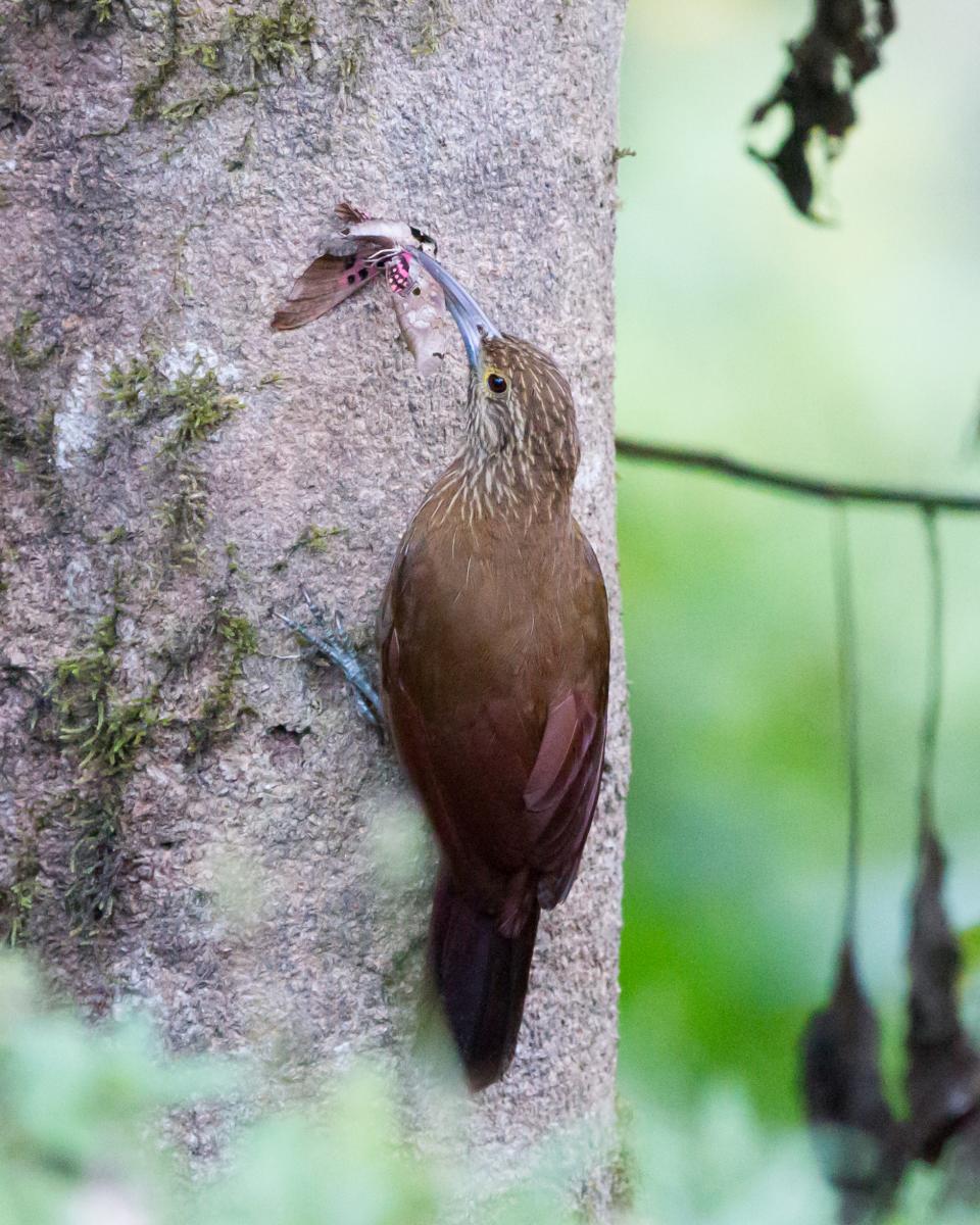 Strong-billed Woodcreeper
