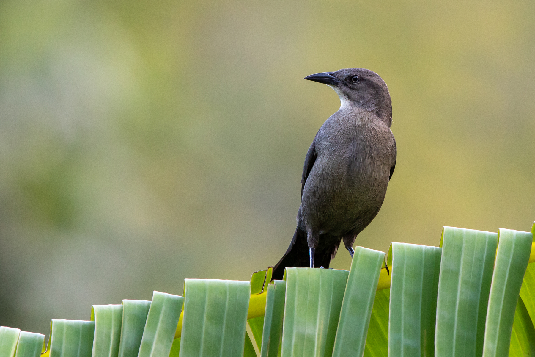 Carib Grackle