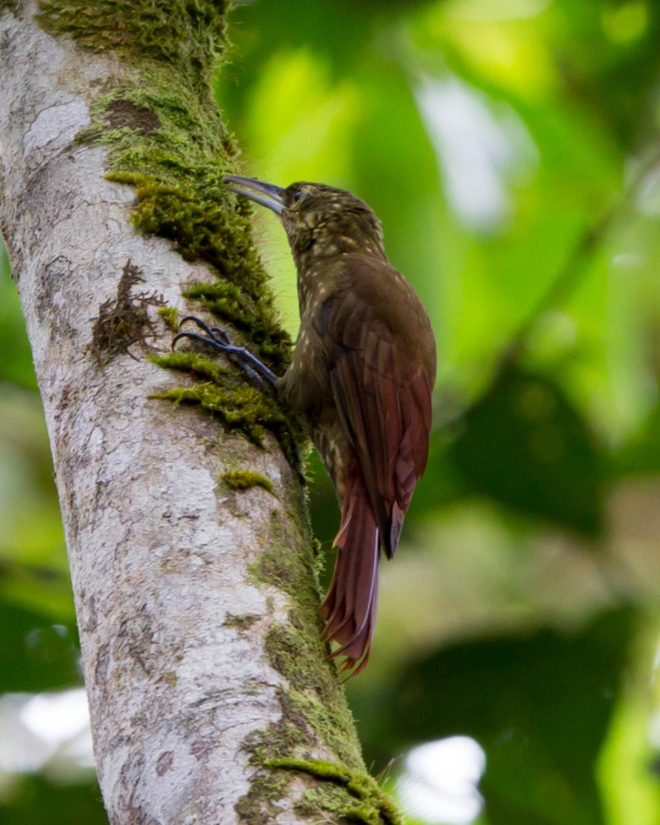Spotted Woodcreeper