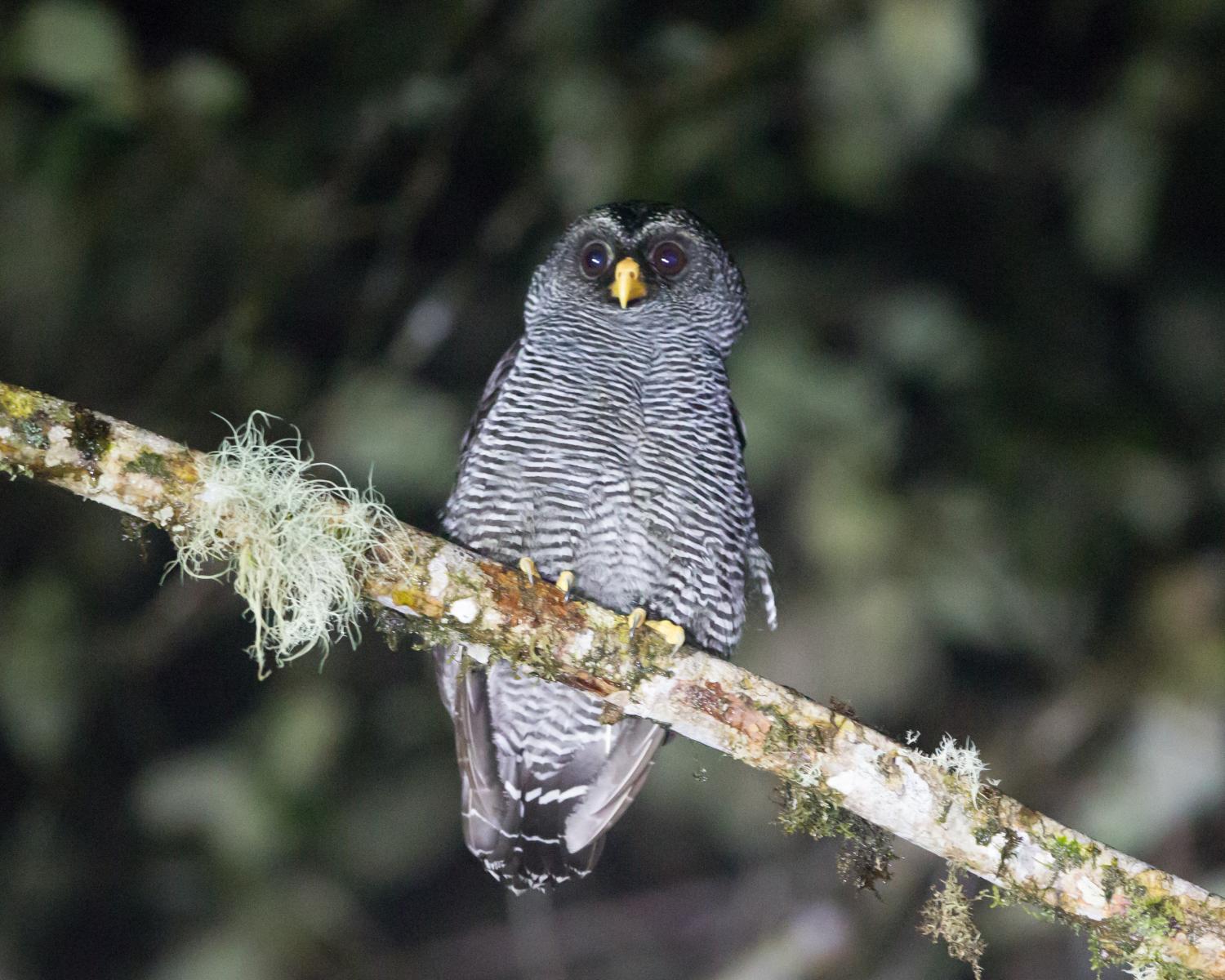 San Isidro Mystery Owl