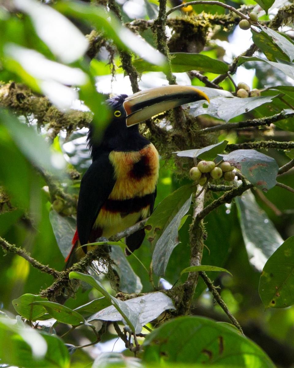 Pale-mandibled Aracari