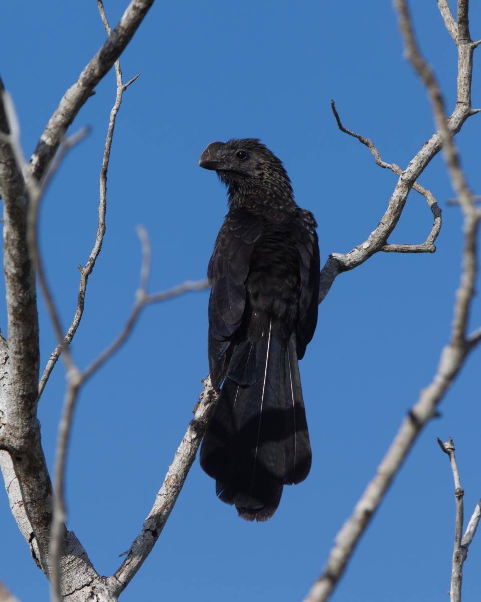 Smooth Billed Ani