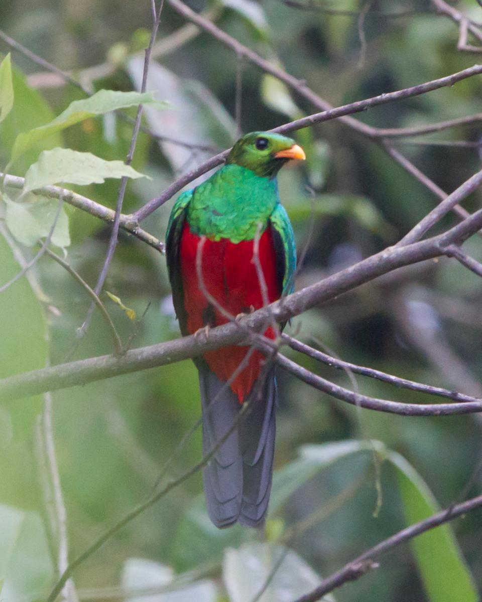 Golden-headed Quetzal
