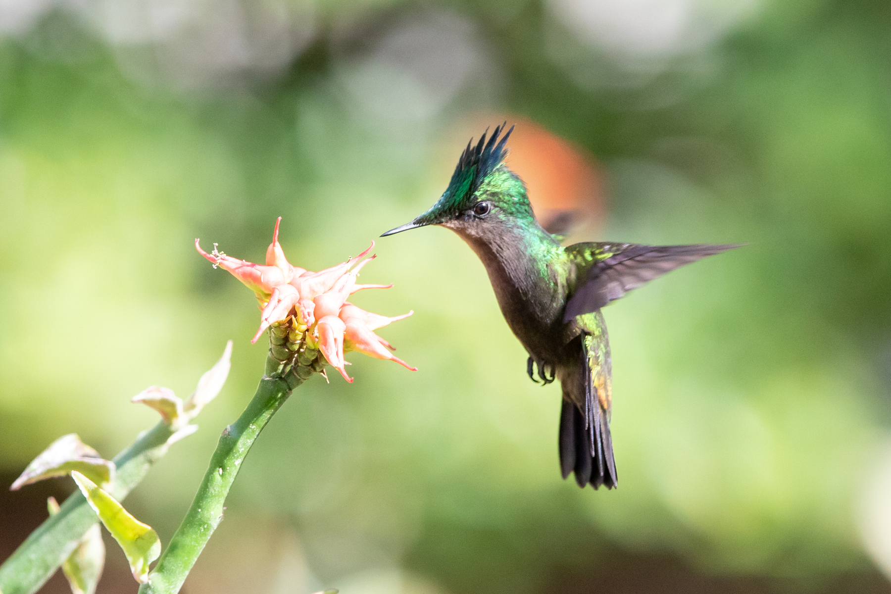 Antillean Crested Hummingbird