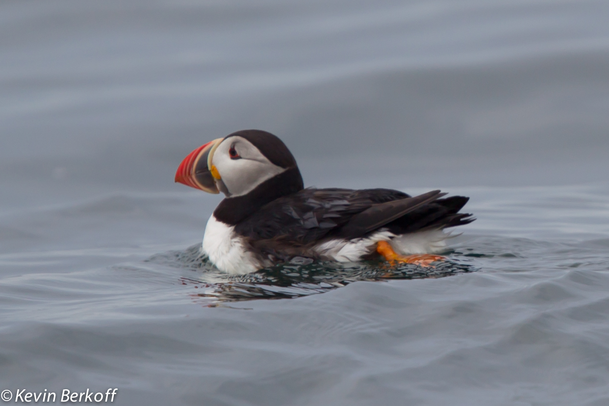 Atlantic Puffin