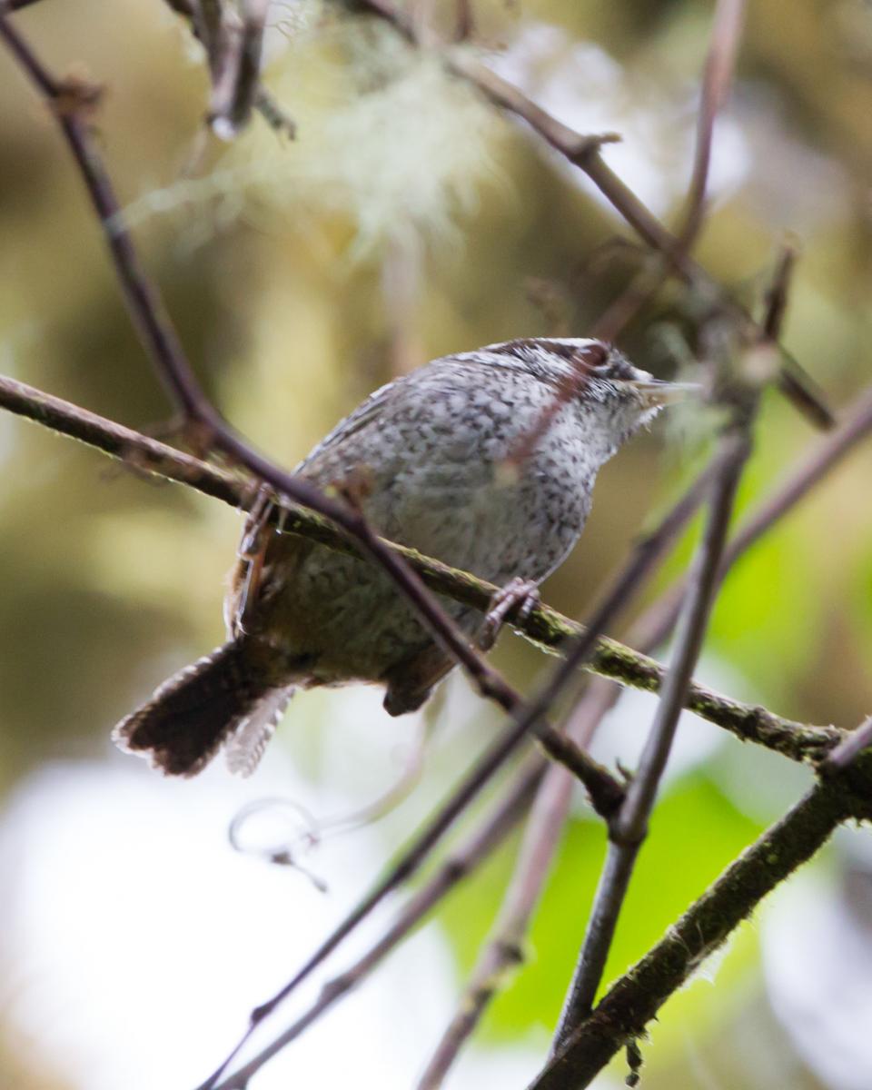 Timberline Wren