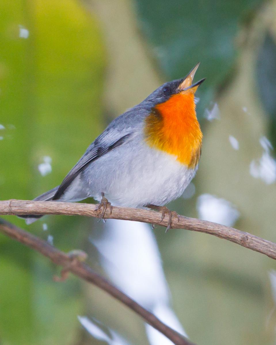 Flame-throated Warbler