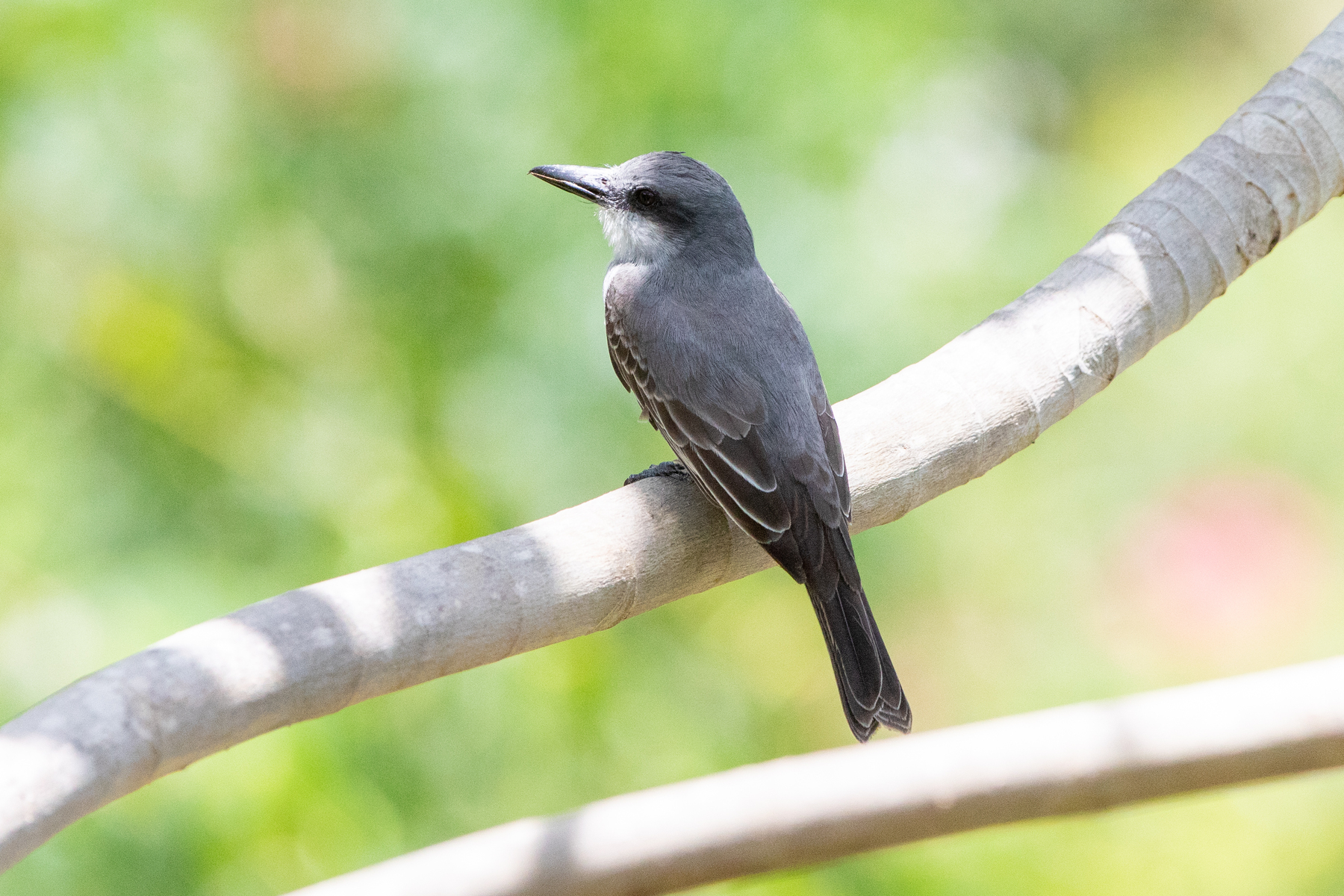 Gray Kingbird