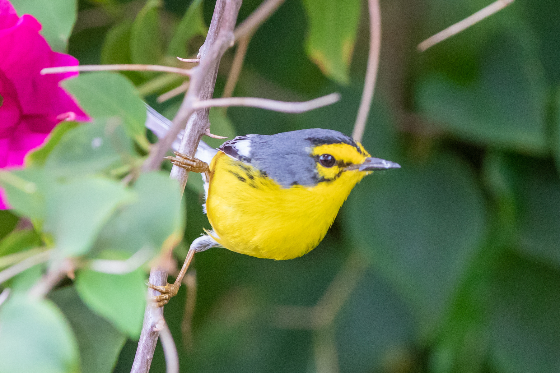 St Lucia Warbler