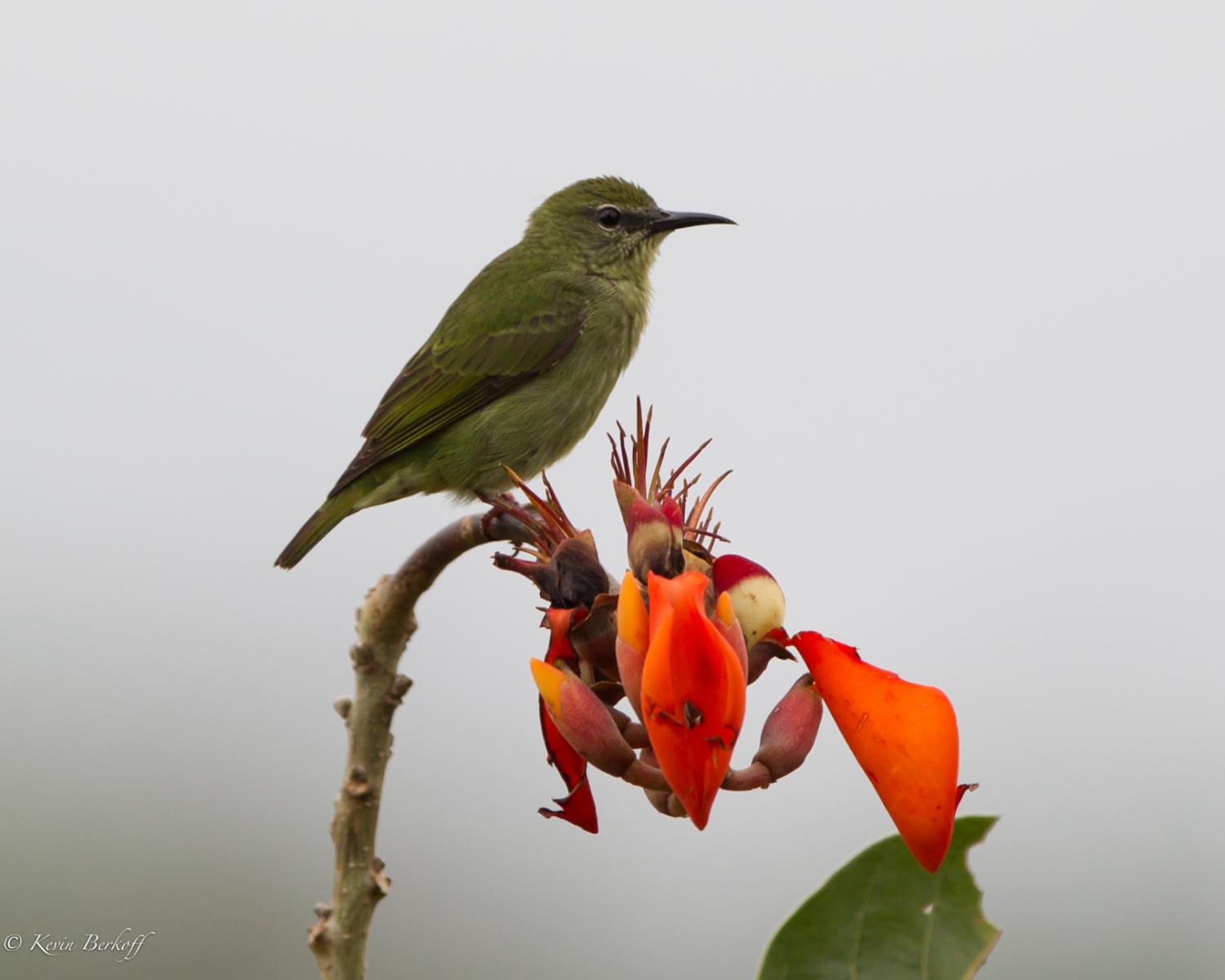 Red-legged Honeycreeper
