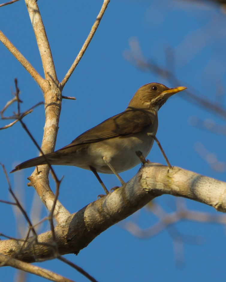 Creamy-bellied Thrush
