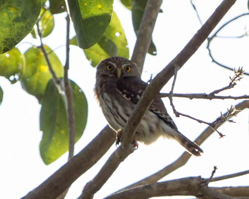 Ferruginous Pygmy Owl