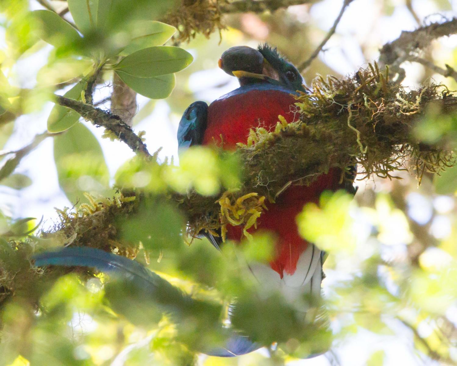 Resplendent Quetzal