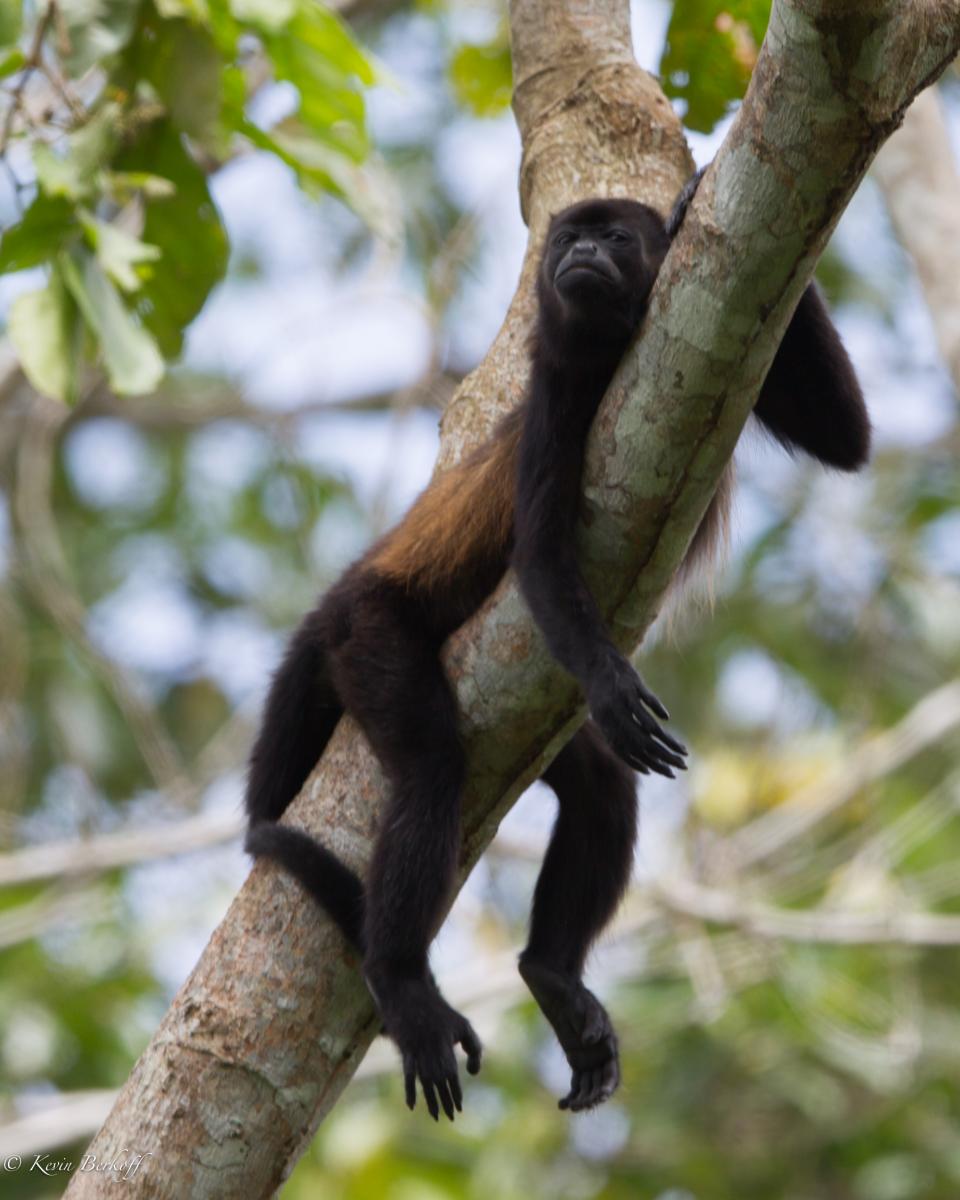Howler Monkey