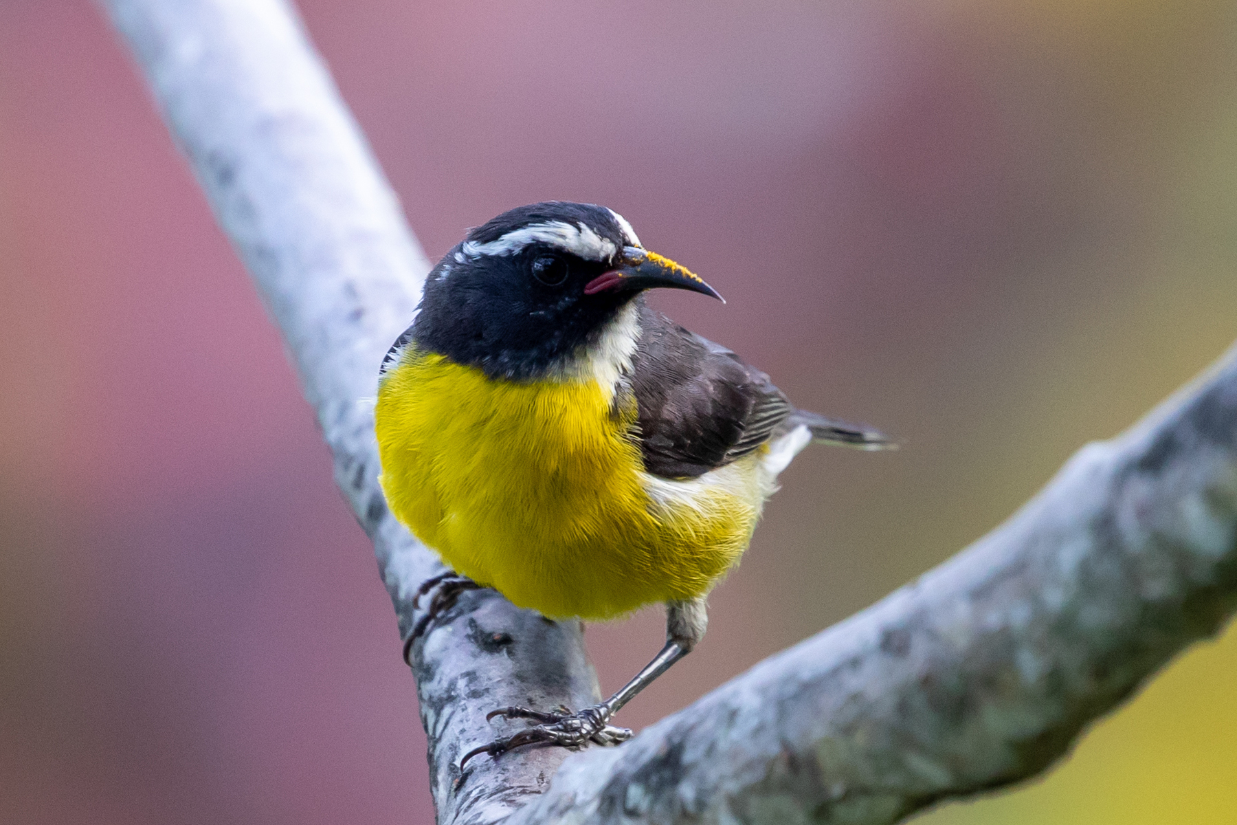 Bananaquit