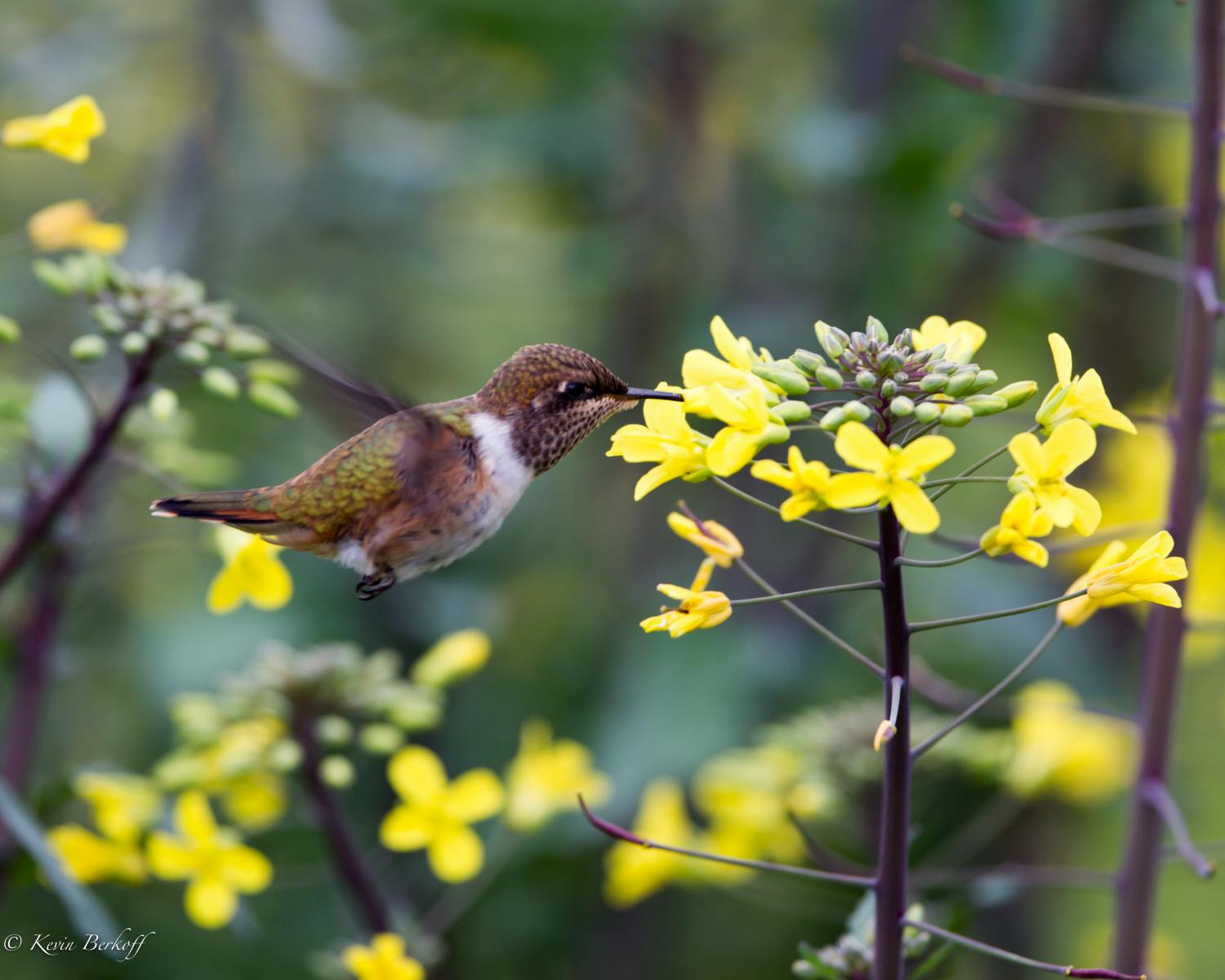 Male Volcano Hummingbird 1