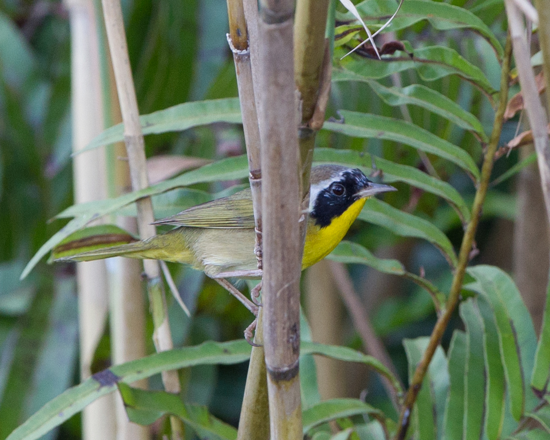 Common Yellowthroat