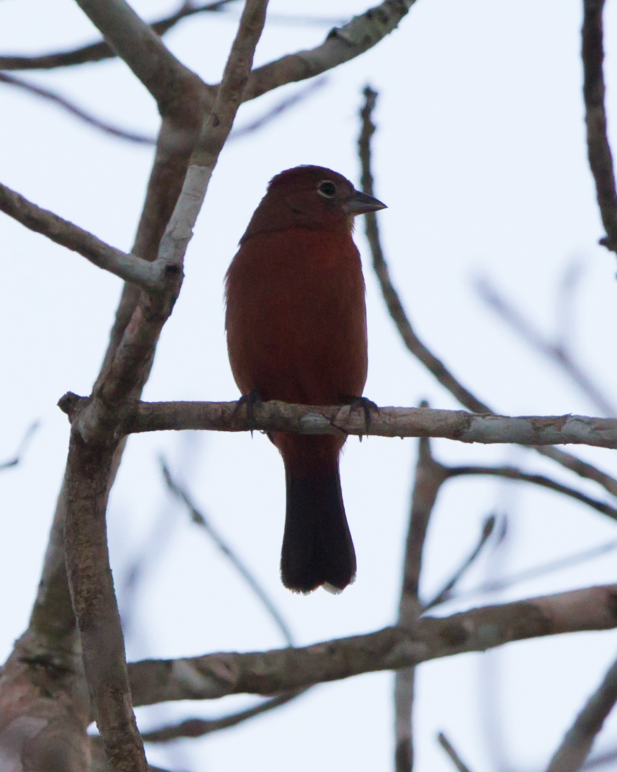 Red-crested Finch