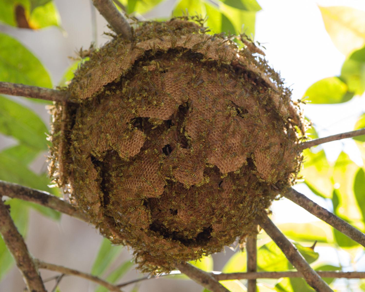 Wasp Nest