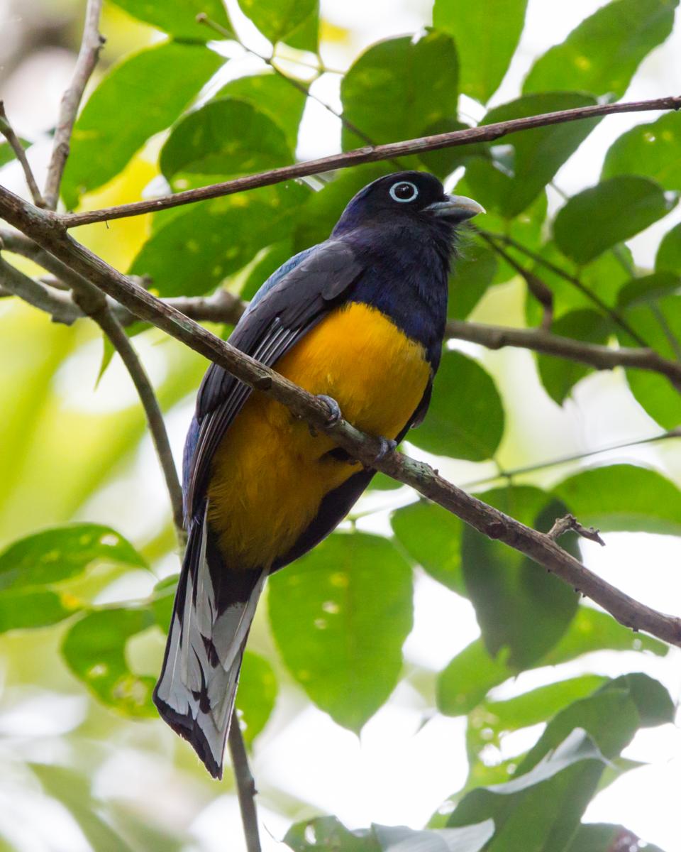 Amazonian White-tailed Trogon