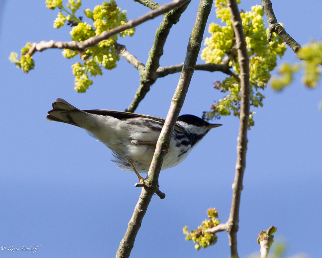 Blackpoll Warbler