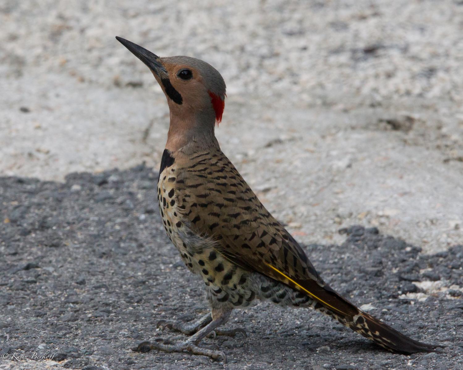 Northern "Black Heart" Flicker